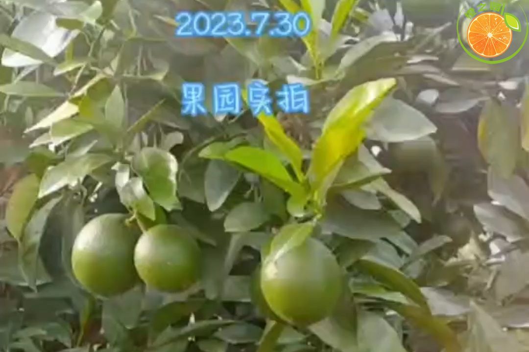 2023年7月30日赣南脐橙果园实拍视频