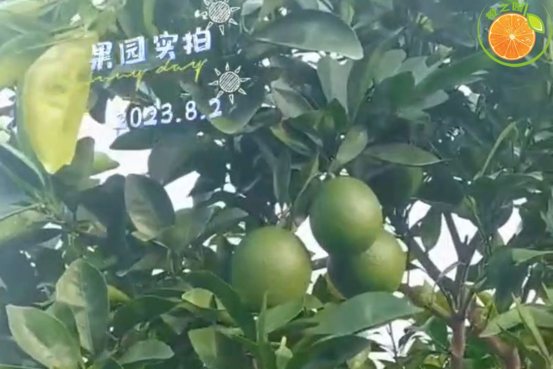 2023年8月2日赣南脐橙果园实拍视频