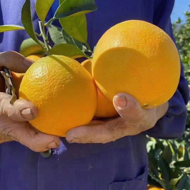 赣南脐橙精品橙子产地电商供货市场供货一件代发
