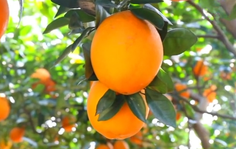 江西赣南脐橙加盟,橙之园：橙色机遇的新起点