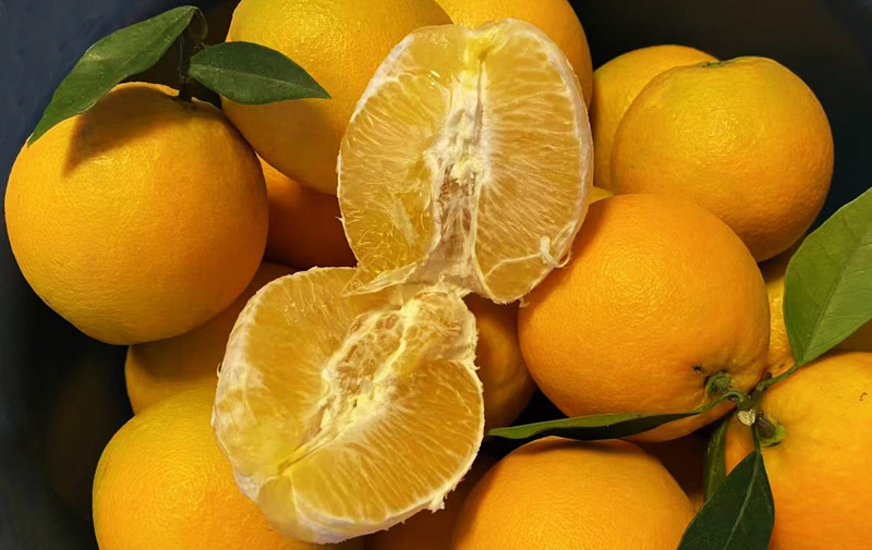 江西赣南脐橙批发，橙之园：品质水果的可靠来源