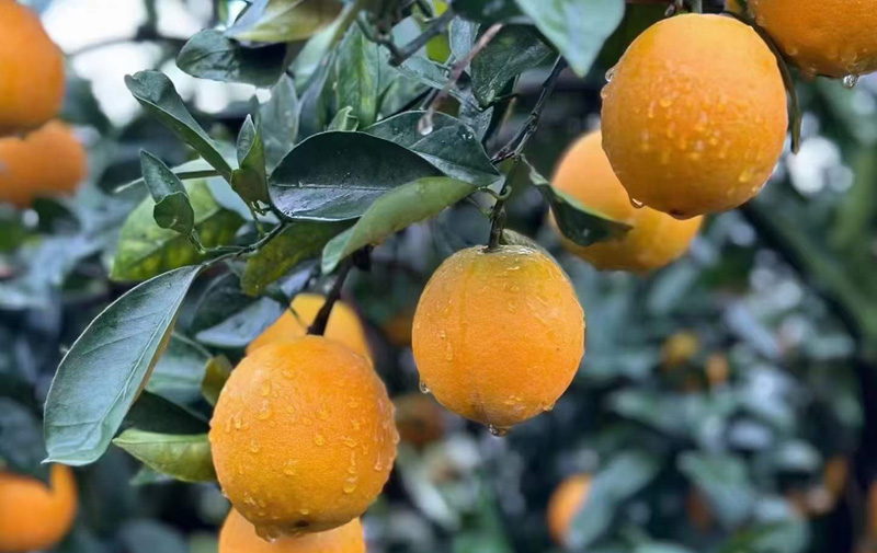 江西赣南脐橙产地：橙之园的自然宝库