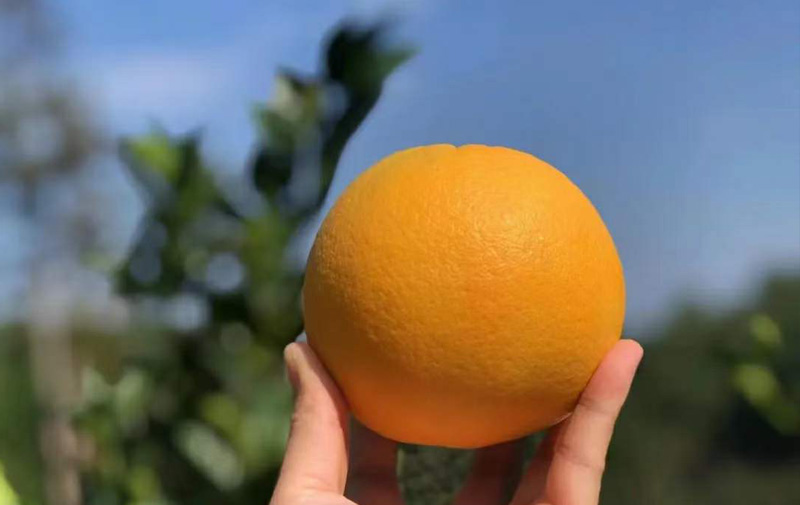 江西赣南脐橙产地，橙之园：品质始于根源